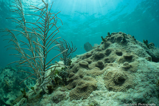 2 actividades humanas que están matando a los arrecifes de coral del Caribe Mexicano