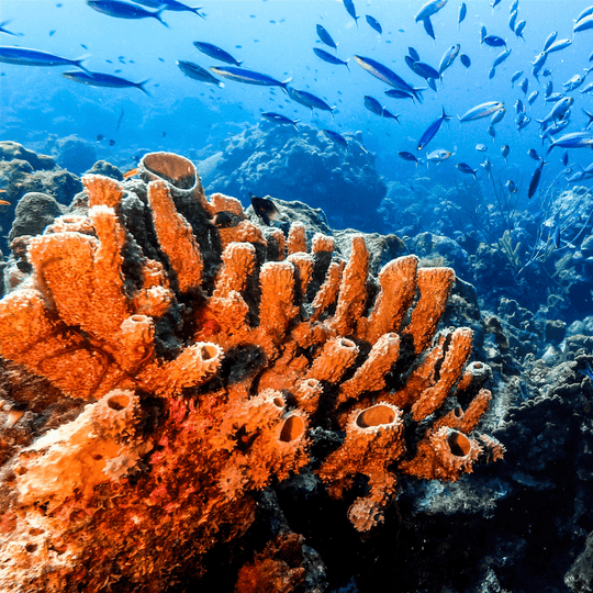 5 cosas que no sabías de los corales