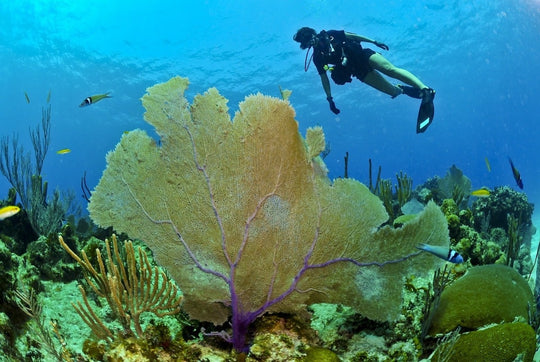 7 sencillas acciones para cuidar a los corales