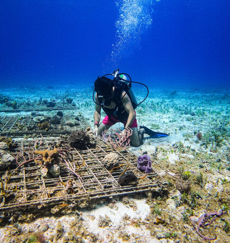 ¡Ayúdanos a restaurar los arrecifes de coral!